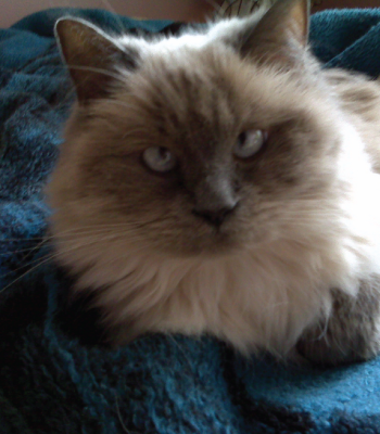 gato azul