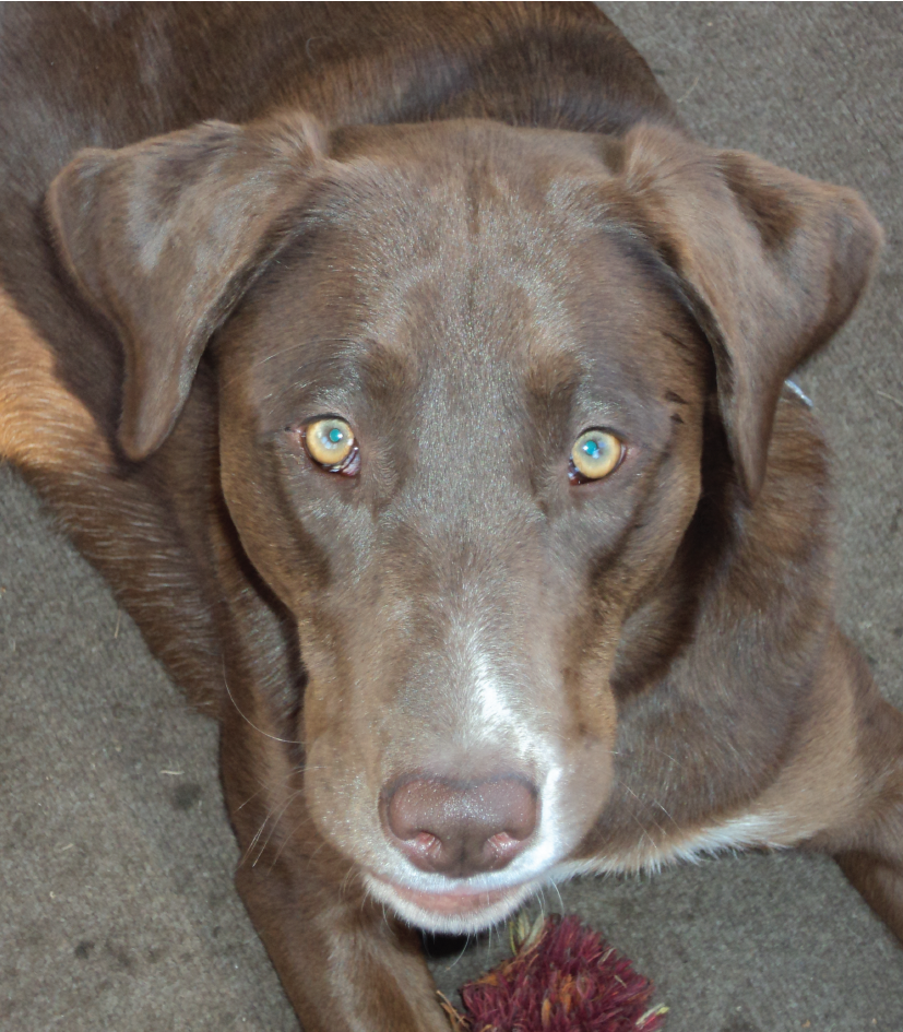 dog marron
