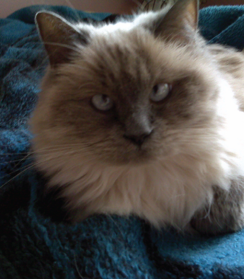 gato azul