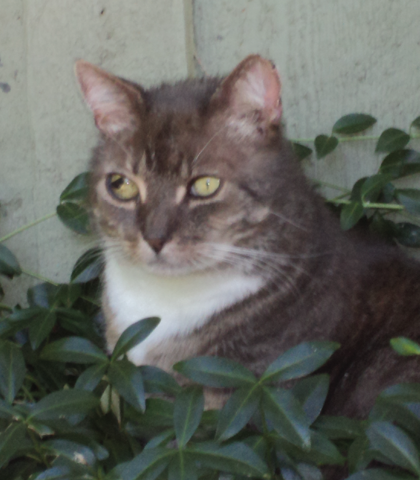 gato vesgo